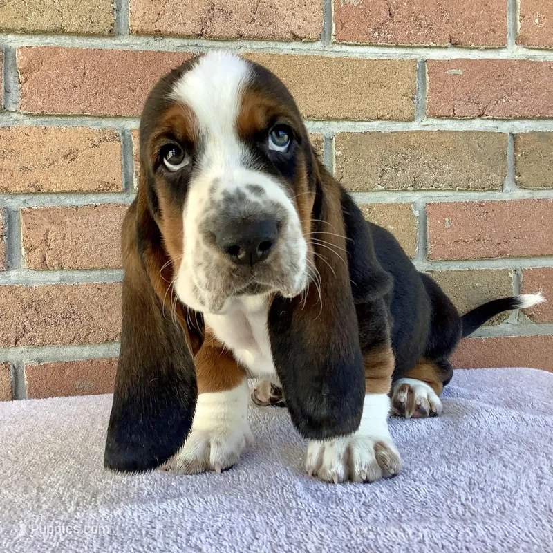 Chuck – Basset Hound puppy for sale in Dalton, OH