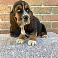 Waldo, a female Basset Hound for sale in Dalton, OH – Photo 2 of 5
