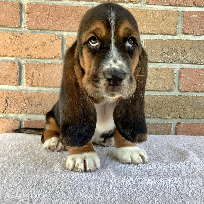 Waldo – Basset Hound puppy for sale in Dalton, OH