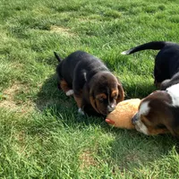 Waldo, a female Basset Hound for sale in Dalton, OH – Photo 5 of 5