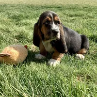 Waldo, a female Basset Hound for sale in Dalton, OH – Photo 4 of 5