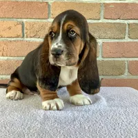 Waldo, a female Basset Hound for sale in Dalton, OH – Photo 3 of 5