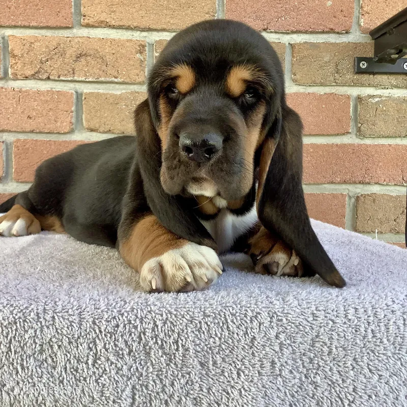 Callie – Basset Hound puppy for sale in Dalton, OH