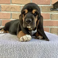 Callie, a female Basset Hound for sale in Dalton, OH – Photo 1 of 6