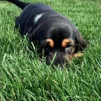 Callie, a female Basset Hound for sale in Dalton, OH – Photo 4 of 6