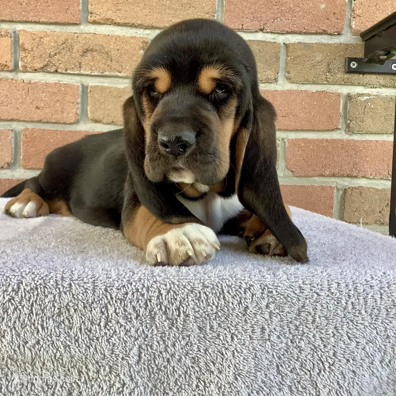 Callie – Basset Hound puppy for sale in Dalton, OH