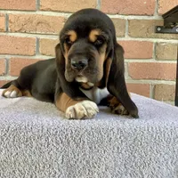 Callie, a female Basset Hound for sale in Dalton, OH – Photo 3 of 6