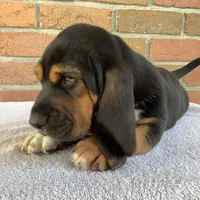 Callie, a female Basset Hound for sale in Dalton, OH – Photo 2 of 6