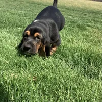 Callie, a female Basset Hound for sale in Dalton, OH – Photo 6 of 6