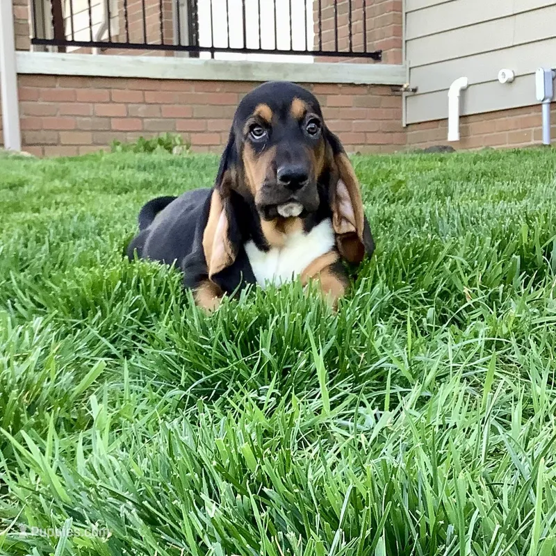 Callie – Basset Hound puppy on hold in Dalton, OH