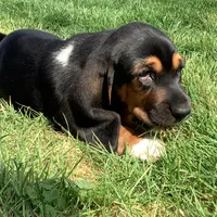 Callie, a female Basset Hound for sale in Dalton, OH – Photo 5 of 6