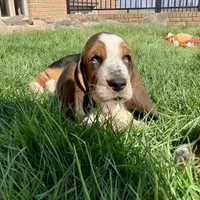 Charlie, a female Basset Hound for sale in Dalton, OH – Photo 5 of 6