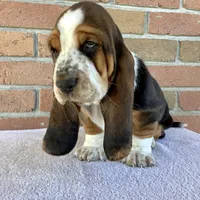 Charlie, a female Basset Hound for sale in Dalton, OH – Photo 4 of 6