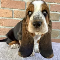 Charlie, a female Basset Hound for sale in Dalton, OH – Photo 1 of 6