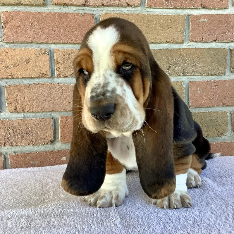 Charlie – Basset Hound puppy for sale in Dalton, OH