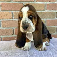 Charlie, a female Basset Hound for sale in Dalton, OH – Photo 3 of 6