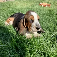 Charlie, a female Basset Hound for sale in Dalton, OH – Photo 6 of 6