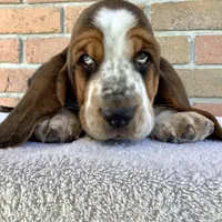 Charlie, a female Basset Hound for sale in Dalton, OH – Photo 2 of 6