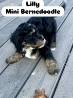 Lilly, a female Miniature Bernedoodle for sale in Mount Pleasant, TX – 8 of 10