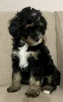 Lilly, a female Miniature Bernedoodle for sale in Mount Pleasant, TX – 9 of 10