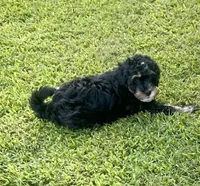 Lilly, a female Miniature Bernedoodle for sale in Mount Pleasant, TX – 4 of 10