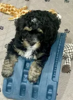 Lilly, a female Miniature Bernedoodle for sale in Mount Pleasant, TX – 10 of 10