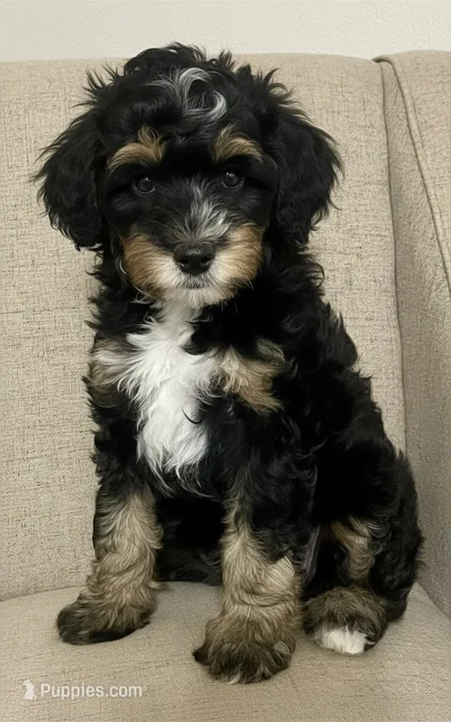 Lilly – Miniature Bernedoodle puppy for sale in Mount Pleasant, TX