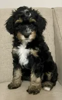 Lilly, a female Miniature Bernedoodle for sale in Mount Pleasant, TX – 2 of 10