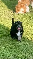 Lilly, a female Miniature Bernedoodle for sale in Mount Pleasant, TX – 5 of 10