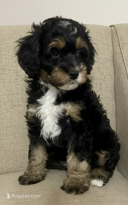 Lilly – Miniature Bernedoodle puppy for sale in Mount Pleasant, TX