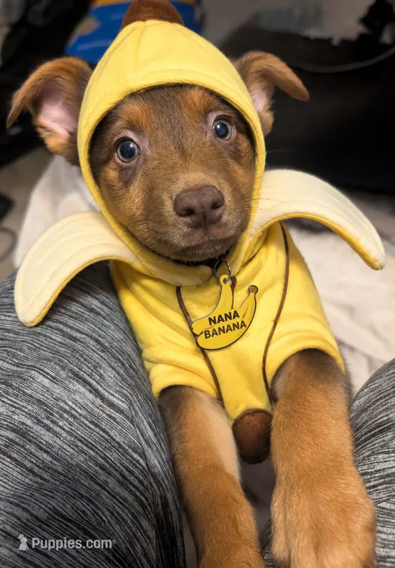 Nanna banana  – Belgian Malinois, Alaskan Husky puppy for sale in Converse, TX