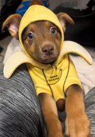 Nanna banana , a female Belgian Malinois and Alaskan Husky for sale in Converse, TX – 1 of 2
