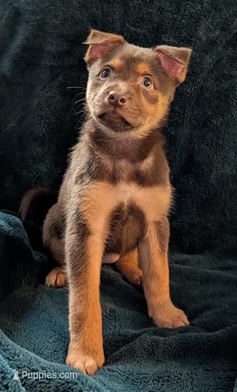 Nanna banana  – Belgian Malinois, Alaskan Husky puppy for sale in Converse, TX