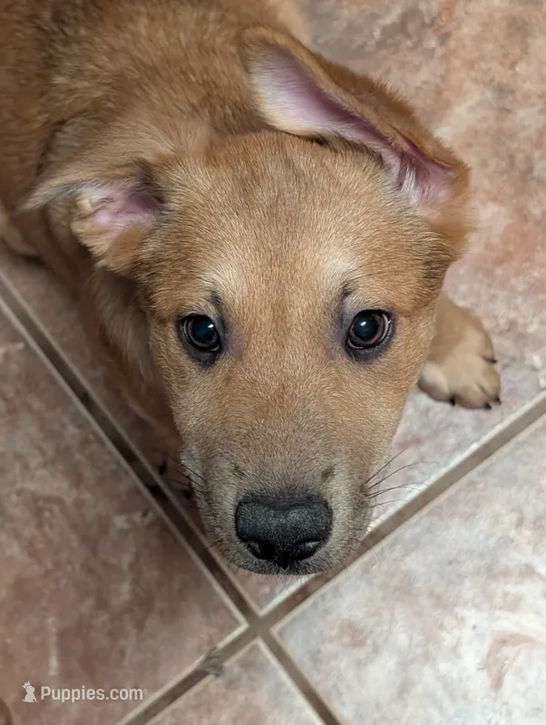 Pinky – Belgian Malinois, Alaskan Husky puppy for sale in Converse, TX