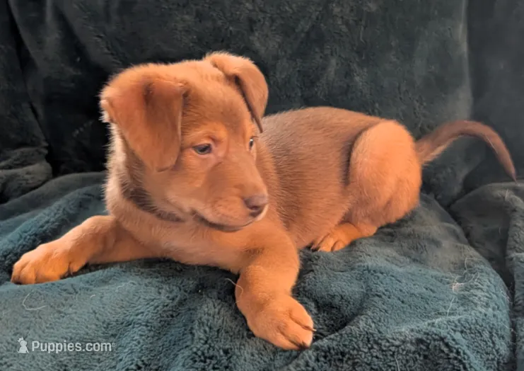 Greeny – German Shepherd Dog, Alaskan Husky puppy for sale in Converse, TX