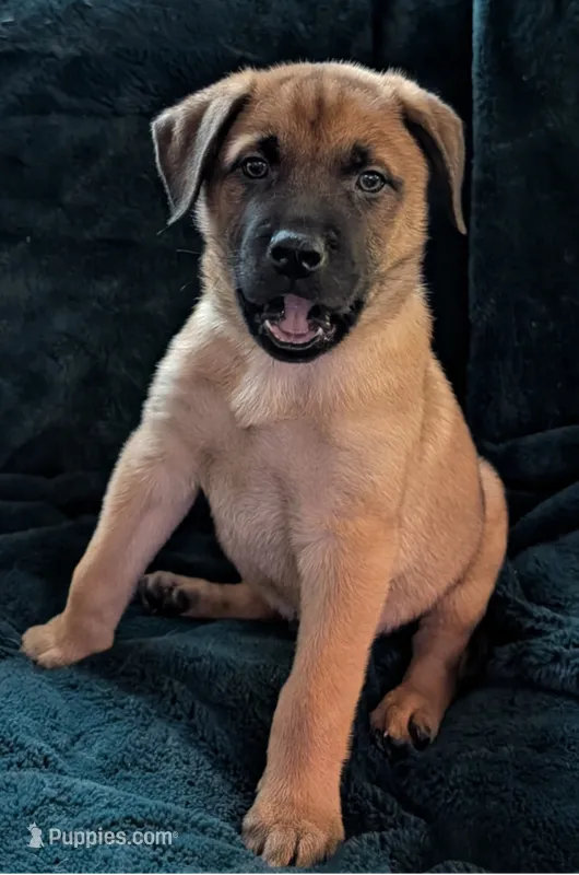 Big red – Belgian Malinois, Alaskan Husky puppy for sale in Converse, TX