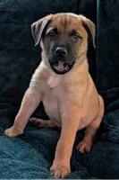 Big red, a male Belgian Malinois and Alaskan Husky for sale in Converse, TX – 2 of 2