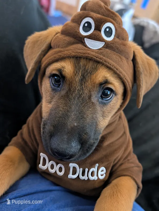 DooDude – Belgian Malinois, Alaskan Husky puppy for sale in Converse, TX