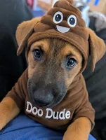 DooDude, a male Belgian Malinois and Alaskan Husky for sale in Converse, TX – 1 of 2