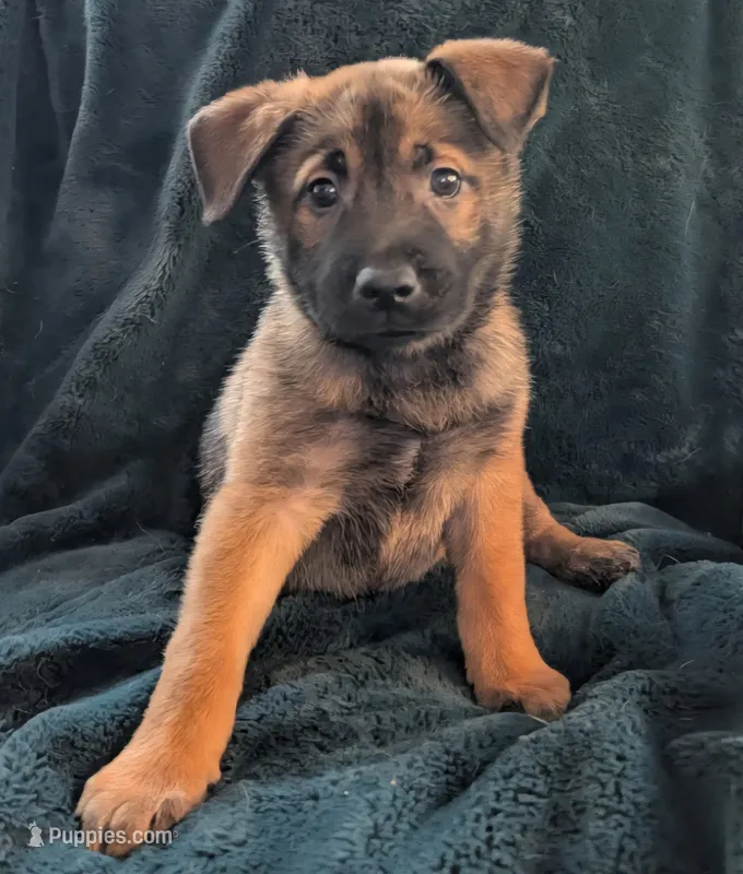 Noir – Belgian Malinois, Alaskan Husky puppy for sale in Converse, TX