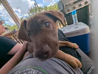 Pumpkin, a male Belgian Malinois and Alaskan Husky for sale in Converse, TX – 2 of 2
