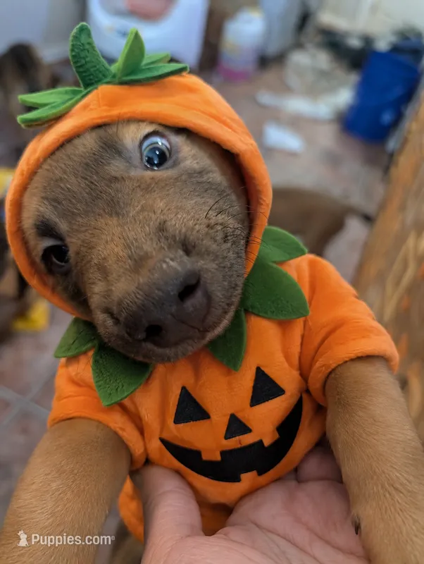 Pumpkin – Belgian Malinois, Alaskan Husky puppy for sale in Converse, TX