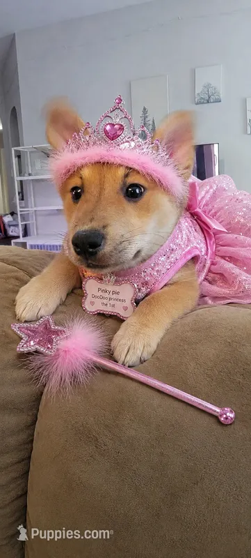 Pinky – Belgian Malinois, Alaskan Husky puppy for sale in Converse, TX