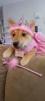 Pinky, a female Belgian Malinois and Alaskan Husky for sale in Converse, TX – 1 of 2