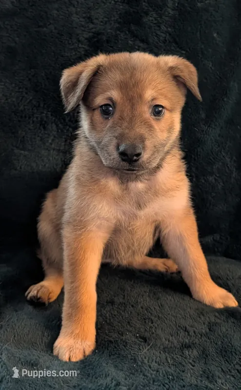 Pinky – Belgian Malinois, Alaskan Husky puppy for sale in Converse, TX