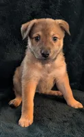 Pinky, a female Belgian Malinois and Alaskan Husky for sale in Converse, TX – 2 of 2