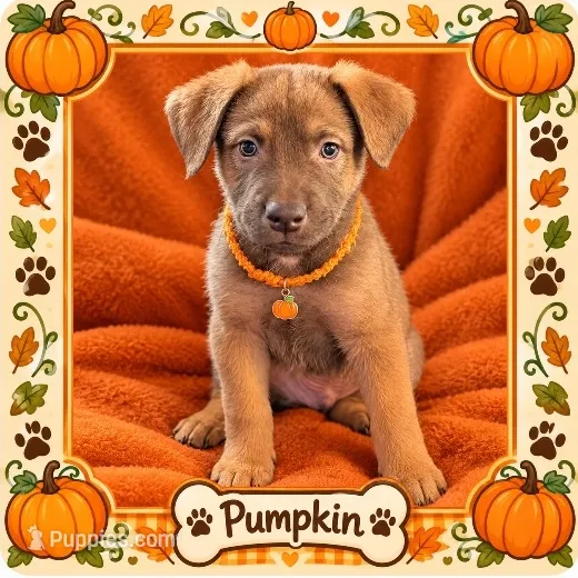 Pumpkin – Belgian Malinois, Alaskan Husky puppy for sale in Converse, TX