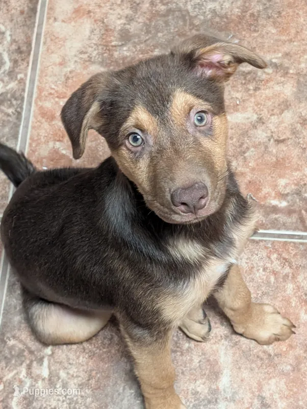 Nanna banana  – Belgian Malinois, Alaskan Husky puppy for sale in Converse, TX