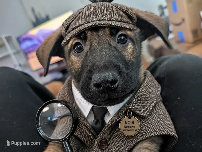 Noir – Belgian Malinois, Alaskan Husky puppy for sale in Converse, TX