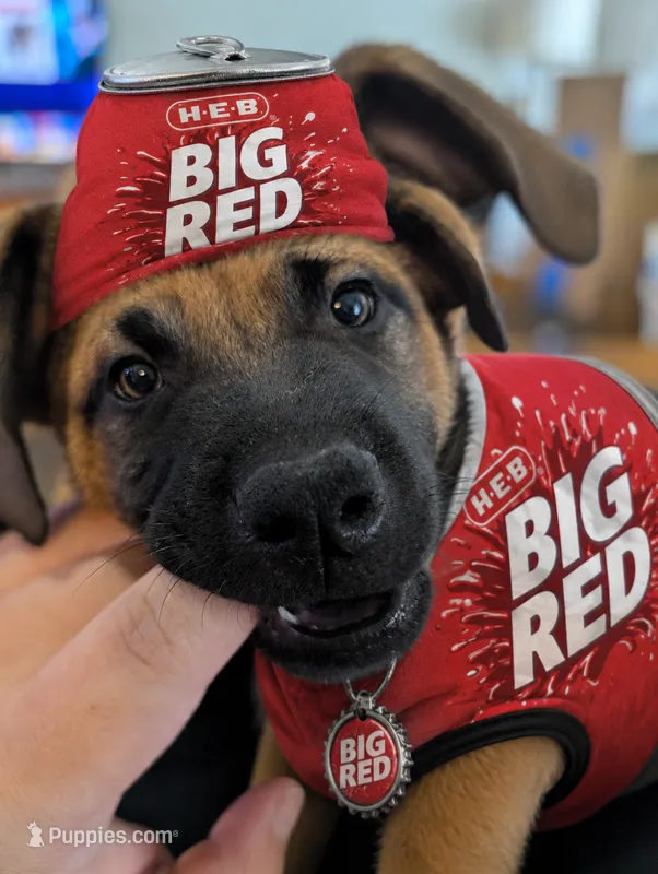 Big red – Belgian Malinois, Alaskan Husky puppy for sale in Converse, TX